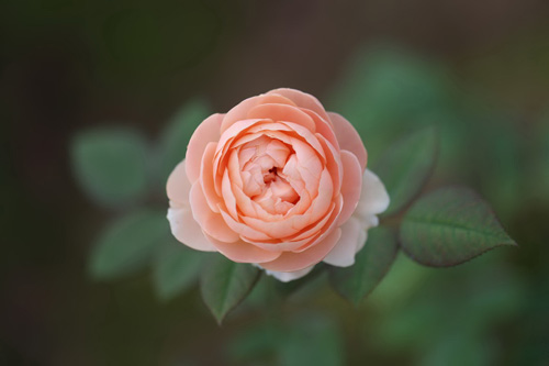Choáng với vườn hồng đẹp như tây ở ngoại ô Hà Nội - 7