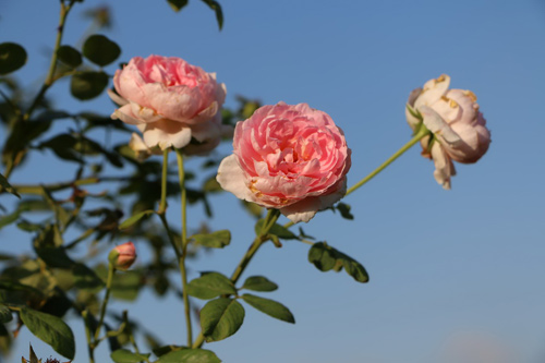 Choáng với vườn hồng đẹp như tây ở ngoại ô Hà Nội - 13