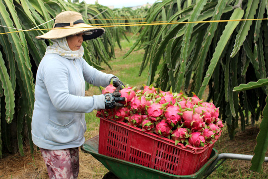 Bỏ VietGAP, theo thương lái Trung Quốc - 1