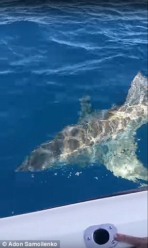 Úc: Cá mập trắng tấn công thuyền câu, cắn nát động cơ - 2
