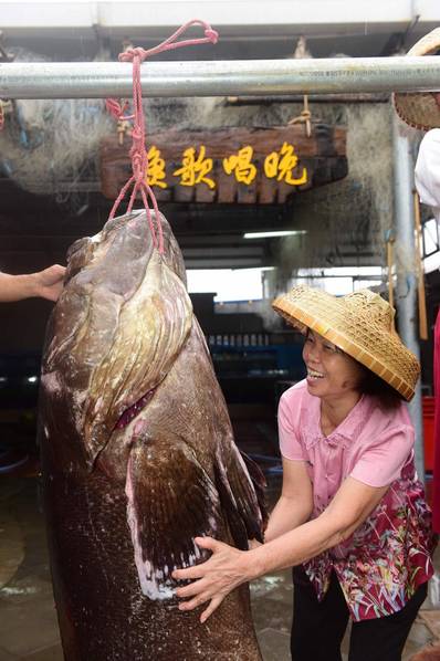 Cá mú khổng lồ nặng hơn 2 tạ sa lưới ngư dân Trung Quốc - 2