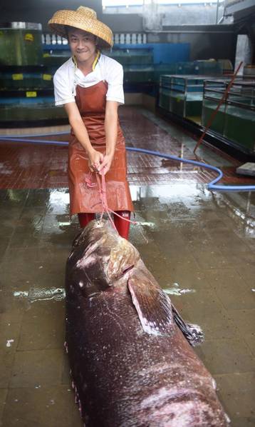 Cá mú khổng lồ nặng hơn 2 tạ sa lưới ngư dân Trung Quốc - 3