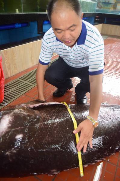 Cá mú khổng lồ nặng hơn 2 tạ sa lưới ngư dân Trung Quốc - 4