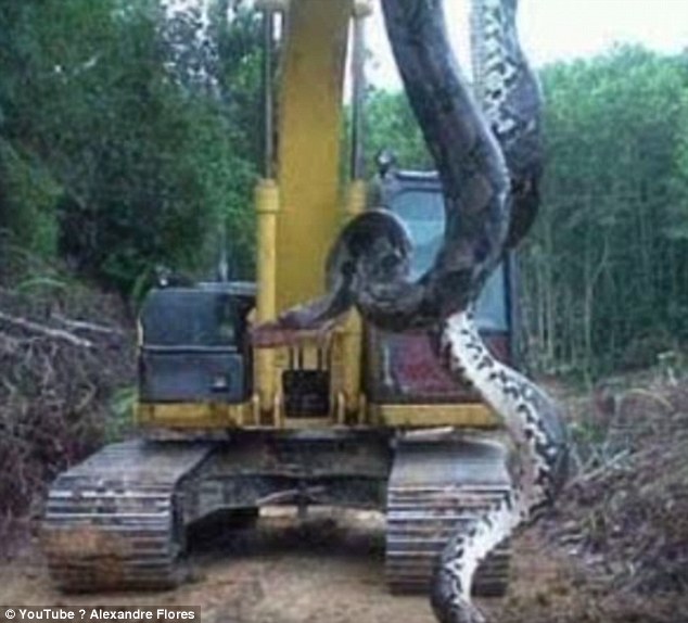 Brazil: Phát hiện trăn xanh Nam Mỹ "khủng" nhất thế giới - 2