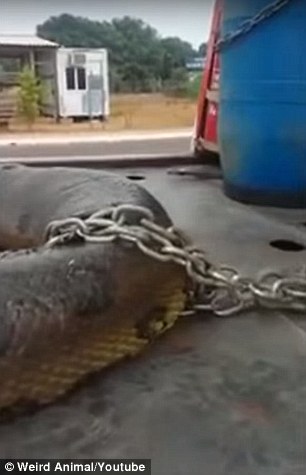 Brazil: Phát hiện trăn xanh Nam Mỹ "khủng" nhất thế giới - 3