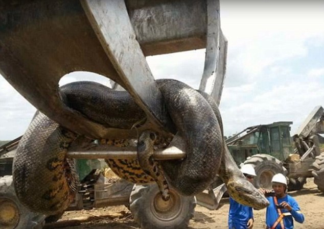 Brazil: Phát hiện trăn xanh Nam Mỹ "khủng" nhất thế giới - 1