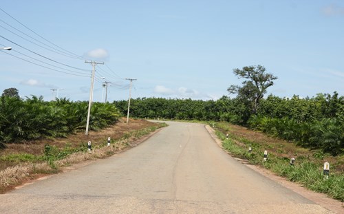 Nếu Hoàng Anh Gia Lai bán cao su tại Lào… - 1