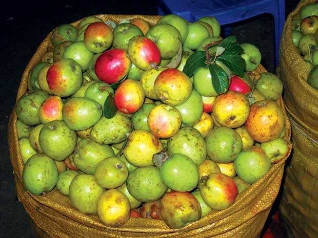 Táo mèo trị huyết áp cao, rối loạn mỡ máu - 1