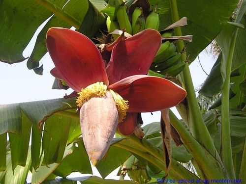 Bài thuốc quý từ hoa vườn nhà - 2