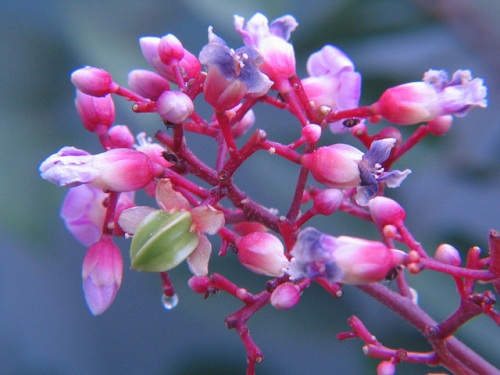 Bài thuốc quý từ hoa vườn nhà - 4