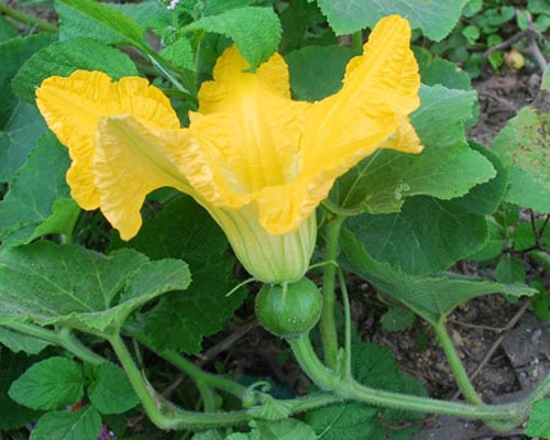 Bài thuốc quý từ hoa vườn nhà - 6