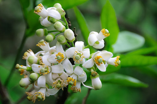 Bài thuốc quý từ hoa vườn nhà - 3