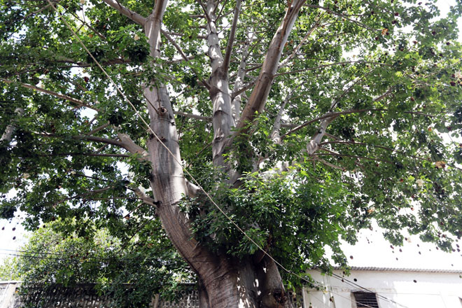 Sắc trắng trên cây bao báp lâu đời nhất Sài Gòn vào mùa nở hoa - 2