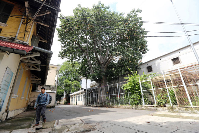 Sắc trắng trên cây bao báp lâu đời nhất Sài Gòn vào mùa nở hoa - 7