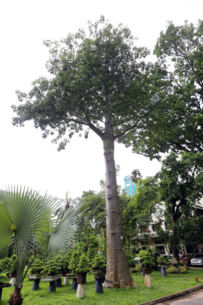 Sắc trắng trên cây bao báp lâu đời nhất Sài Gòn vào mùa nở hoa - 15
