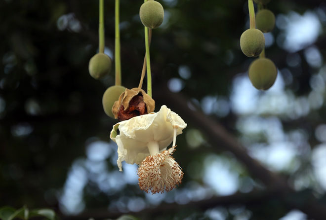 Sắc trắng trên cây bao báp lâu đời nhất Sài Gòn vào mùa nở hoa - 10
