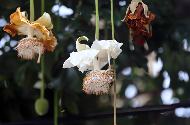 Sắc trắng trên cây bao báp lâu đời nhất Sài Gòn vào mùa nở hoa - 9