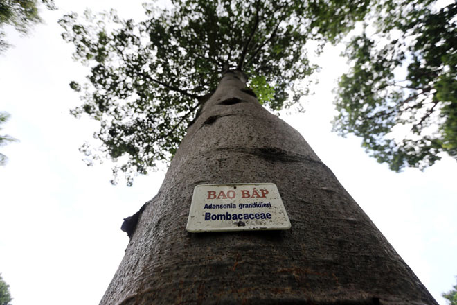 Sắc trắng trên cây bao báp lâu đời nhất Sài Gòn vào mùa nở hoa - 14