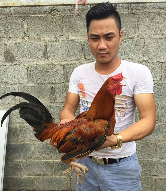 “Độc kê” 10 cựa, đại gia trả nghìn đô chưa mua nổi “Độc kê” 10 cựa, đại gia trả nghìn đô chưa mua nổi