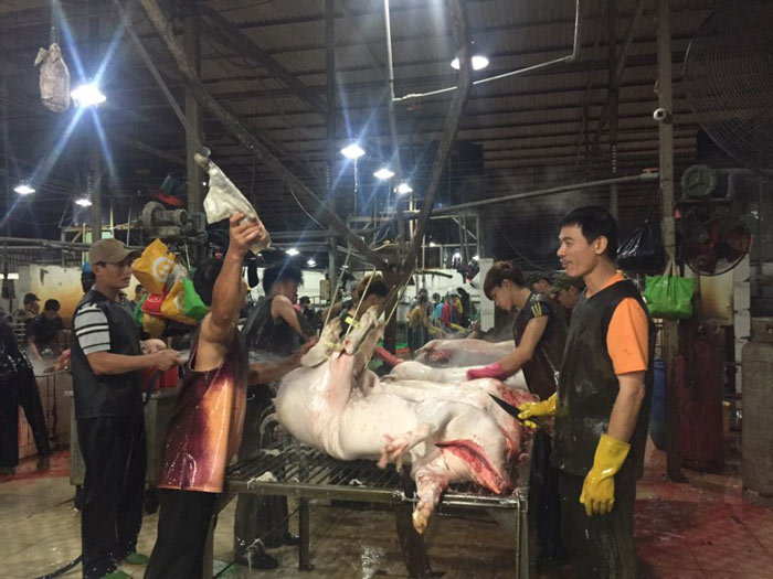 Heo qu&aacute; khổ lại hết đường 'chạy' qua Trung Quốc - 2