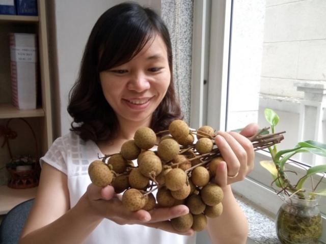 Nhãn 'khủng' Tây Bắc bất ngờ xuất khẩu sang Mỹ Nhãn 'khủng' Tây Bắc bất ngờ xuất khẩu sang Mỹ