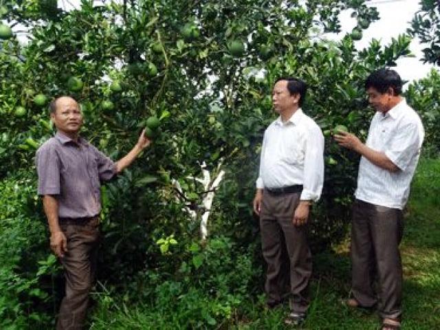 Làm giàu ở nông thôn: Lãi 2,3 tỷ từ 17,5ha cam, bưởi và 17ha rừng Làm giàu ở nông thôn: Lãi 2,3 tỷ từ 17,5ha cam, bưởi và 17ha rừng
