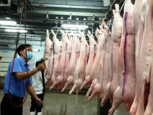 3 năm, Trung Quốc 'ăn' 27 triệu con heo của Việt Nam 3 năm, Trung Quốc 'ăn' 27 triệu con heo của Việt Nam