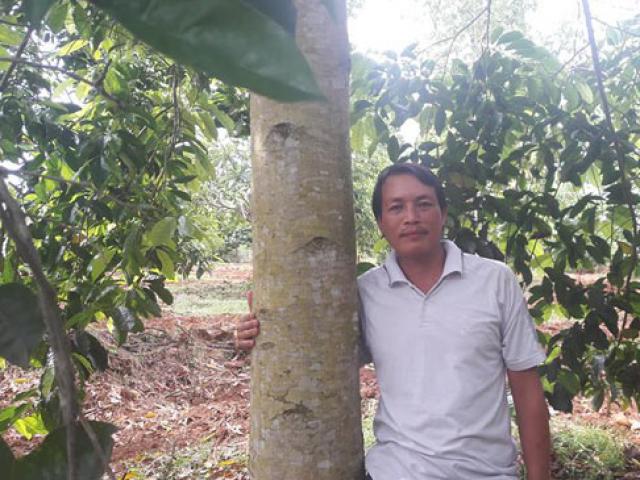 Người thích trồng "cột chống trời", mỗi cây dổi cho thu 1 cây vàng Người thích trồng "cột chống trời", mỗi cây dổi cho thu 1 cây vàng