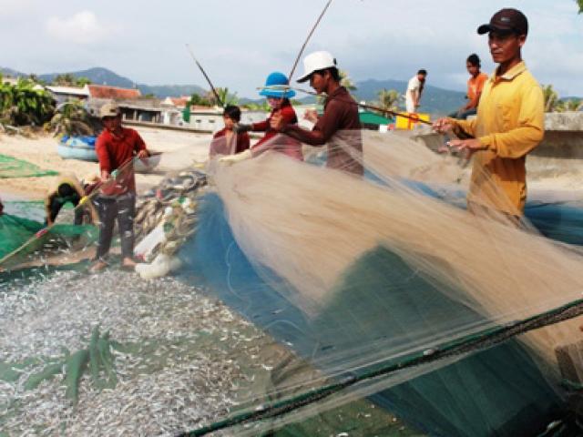 Gặp đàn cá cơm dày đặc, ngư dân Ninh Thuận hốt bạc triệu Gặp đàn cá cơm dày đặc, ngư dân Ninh Thuận hốt bạc triệu