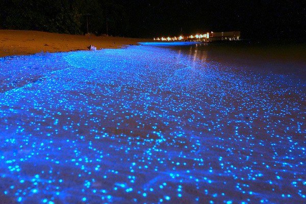 Tròn mắt trước bờ biển phát sáng ảo diệu tại quốc đảo Maldives - 2