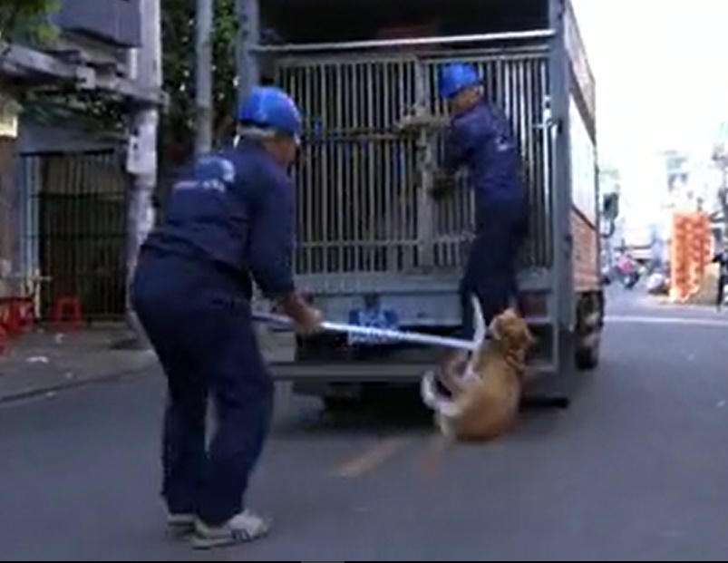 TP.HCM: Săn bắt chó thả rông trên phố, nhiều nhân viên bị chủ nuôi hành hung TP.HCM: Săn bắt chó thả rông trên phố, nhiều nhân viên bị chủ nuôi hành hung