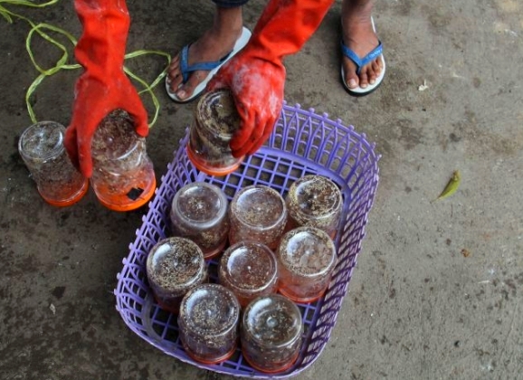 Đi tìm những món ăn lạ lùng từ... kiến - 4