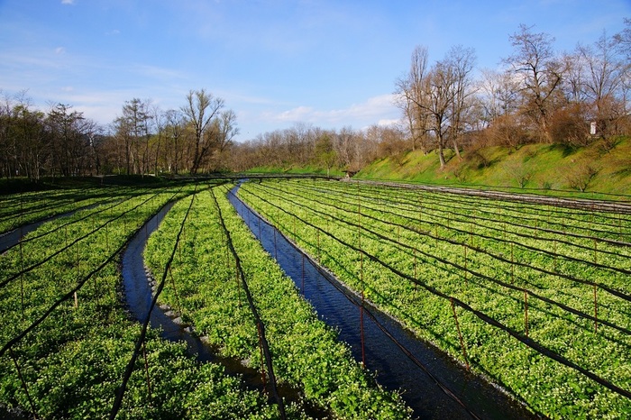 Có một ngôi làng xanh mát, trong lành và bình yên đến lạ ở Nhật Bản - 2
