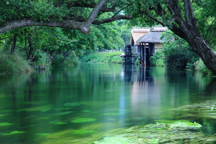 Có một ngôi làng xanh mát, trong lành và bình yên đến lạ ở Nhật Bản - 9