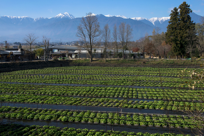 Có một ngôi làng xanh mát, trong lành và bình yên đến lạ ở Nhật Bản - 7