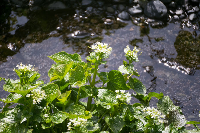 Có một ngôi làng xanh mát, trong lành và bình yên đến lạ ở Nhật Bản - 6