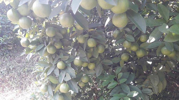 Chanh đào hết thời thu 1 triệu/cây, giờ bán rẻ như cho - ảnh 3 Chanh đào hết thời thu 1 triệu/cây, giờ bán rẻ như cho - ảnh 3