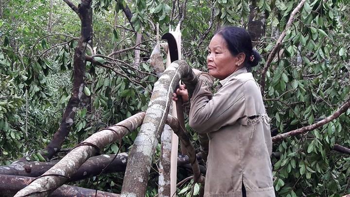 Xót xa nhìn vườn dó bầu 30 năm tuổi, cam, bưởi tan hoang sau bão - ảnh 2 Xót xa nhìn vườn dó bầu 30 năm tuổi, cam, bưởi tan hoang sau bão - ảnh 2