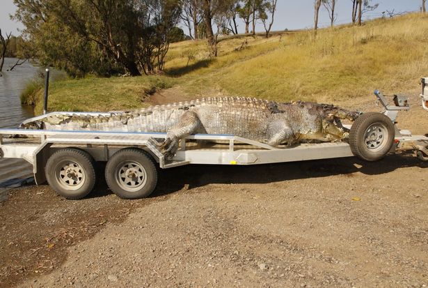 Úc: Cá sấu khổng lồ bị bắn thủng sọ, nguy cơ “bạo loạn” - 1