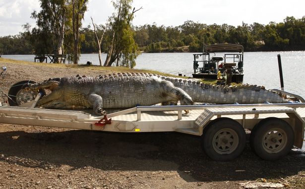 Úc: Cá sấu khổng lồ bị bắn thủng sọ, nguy cơ “bạo loạn” - 2