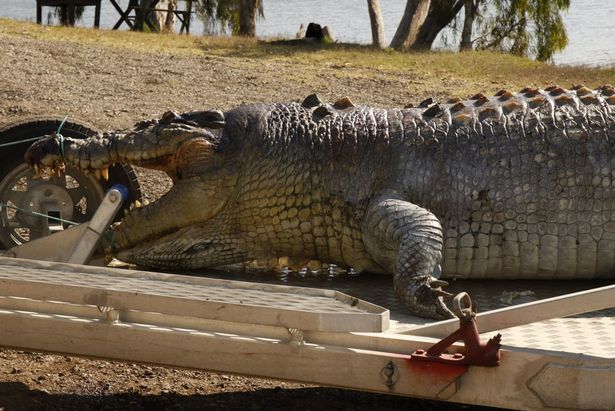 Úc: Cá sấu khổng lồ bị bắn thủng sọ, nguy cơ “bạo loạn” - 3