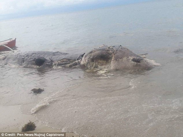 Thủy quái dài 9m dạt bờ Philippines bị dân kéo ngược lại biển - 1
