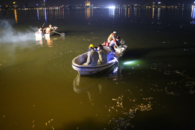 Chùm ảnh: Trắng đêm vớt cá chết ở Hồ Tây - 2