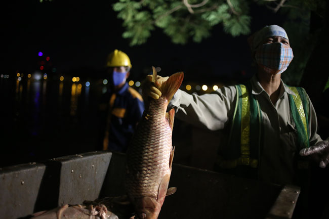 Chùm ảnh: Trắng đêm vớt cá chết ở Hồ Tây - 8