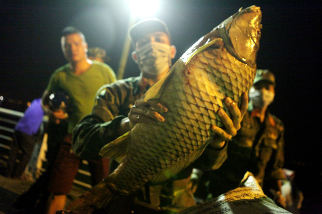 Chùm ảnh: Trắng đêm vớt cá chết ở Hồ Tây - 12