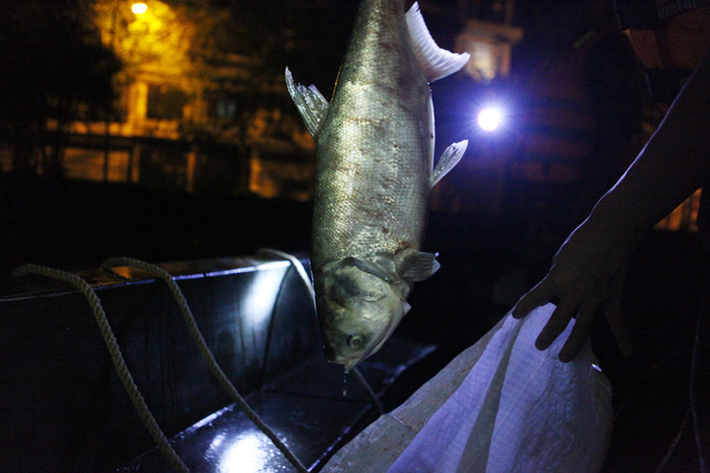 Chùm ảnh: Trắng đêm vớt cá chết ở Hồ Tây - 16