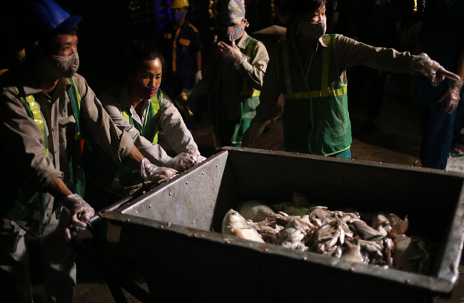 Chùm ảnh: Trắng đêm vớt cá chết ở Hồ Tây - 22