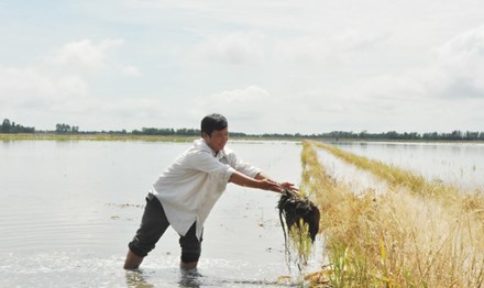 Tỷ phú trên “Cánh đồng chó ngáp“ - 1