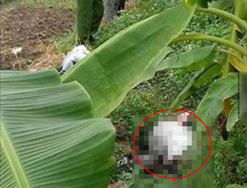 Cô gái trẻ chết bất thường ngoài đồng Cô gái trẻ chết bất thường ngoài đồng