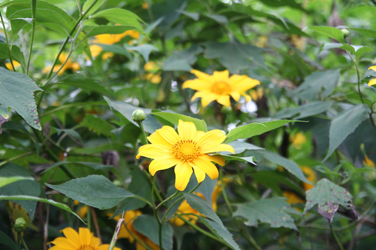Lâm Đồng vàng óng sắc hoa dã quỳ dưới nắng đầu đông - 3